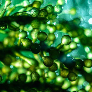 Materiál WINQS alge